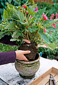 Hibernate tuberous begonia