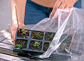 Rosemary cuttings propagation