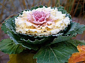 Brassica (ornamental cabbage)