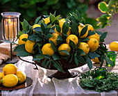 Citrus limon / Zitronen, Laurus nobilis / Lorbeer, Rosamarin