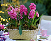 Hyacinthus orientalis (hyacinth) in oval basket