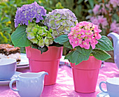 Hydrangea, blue and pink in pink pots