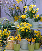 Yellow daffodils in the pots
