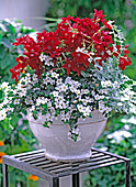 Nicotiana 'Tuxedo Red' (ornamental tobacco), Sutera (Bacopa) 'Mega White'