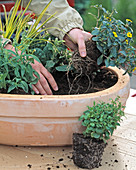Plant clay pot