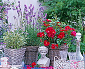 Rosa 'Ondella' / Bodendeckerrose, Lavandula / Lavendel, Salvia