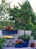 Prunus / Süßkirsche, Petunia 'Dreams Red' / Petunie, Scaevola