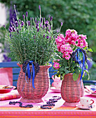 Lavandula 'Hidcote Blue' (Lavender), Matthiola (Levkoje) in pink