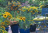 Helianthus / Sonnenblumen, Lantana / Wandelröschen, Calibrachoa
