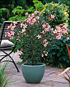 Nerium oleander 'Mme Leon Blum' / Oleander