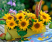 Helianthus (sunflowers