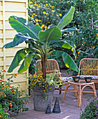Musa ensete (ornamental banana), sanvitalia