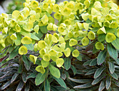 Euphorbia 'Thalia' (spurge) inflorescences
