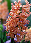 Hyacinthus orientalis 'Gipsy Queen'