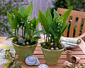 Convallaria majalis (lily of the valley) in conical pots