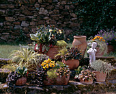 HERBSTZAUBER: Carex, AJUGA, BERGENIA, CHRYSANTHEMUM, ACORUS 'Ogon', Lysimachia,
