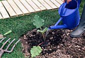 Freshly plant freshly planted rhubarb (Rheum)