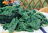 Frisch geernteter Spinat (Spinacia oleracea) auf Gartentisch