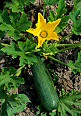 Flowering zucchini (Cucurbita pepo) in vegetable bed