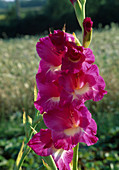 Gladiolus 'Windsong Pink'