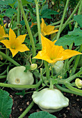 Pumpkin squash patisson with flowers and fruits in the bed