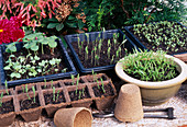 Sowing summer flowers and vegetable seedlings in trays and peat pots