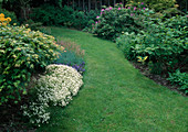 Lawn path between flowerbeds with rhododendron, Saxifraga