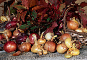Rote und gelbe Zwiebeln (Allium cepa)