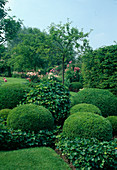 Formal garden Buxus sempervirens, Hedera helix