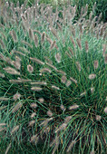Pennisetum alopecuroides 'Hameln'(Federborstengras)