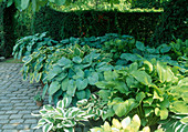 Mixed bed with different Hosta (Funkie)