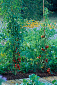 Tomaten (Lycopersicon) in Beet mit Rindenmulch