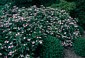 Hydrangea serrata 'Bluebird' (Hortensie)