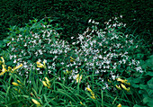 Gillenia trifoliata (Three-Leafed Pond), Hemerocallis (Daylily)