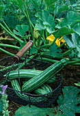 Zucchini in the bed and freshly harvested in a wire basket