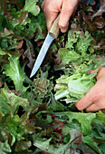 Harvest pick salad with knife