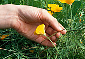 Samenernte von Eschscholzia californica (Kalif. Kappenmohn) 1. Step: Abnahme der Samenschote 1/6