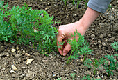 Separate Daucus carota carrots - Pull out plants that are too close