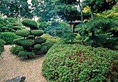 Japanese garden with Juniperus-shaped cut, conifers and Azalea as hedge
