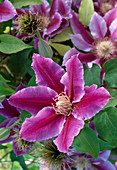 Clematis Dr. Ruppel (Waldrebe)