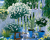 Argyranthemum 'Stella 2000', 'Sole Mio'