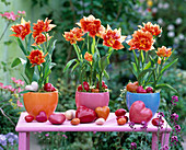 Tulipa (blooming tulips)