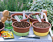 Sowing bowls with Tropaeolum (nasturtium)