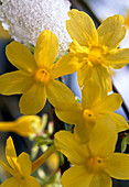 Jasminum nudiflorum (winter jasmine)