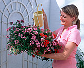 Young woman watering Hanging Basket with Verbena 'Pink Swirl'