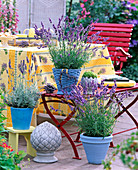 Lavandula (lavender), Sempervivum (houseleek)