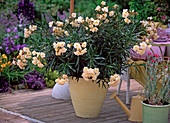 Nerium (Oleander)