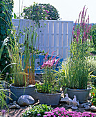 Zinc tubs with Scirpus 'Albescens' (striped cornices)
