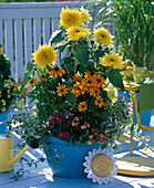 Helianthus Starburst 'Lemon Aura' (Pollen Free Sunflower)