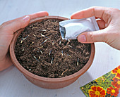 Tagetes seeding